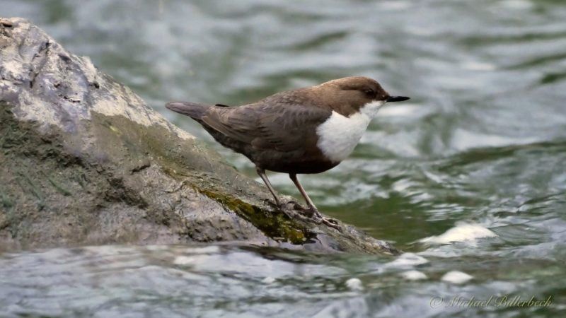 A Tenacious Dipper in Edinburgh